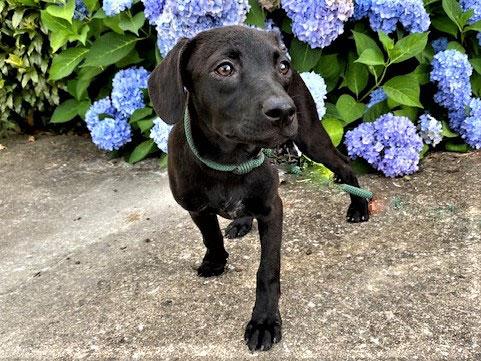PUPPY COLE, a Adopted Black Labrador Retriever in Franklin, TN image 2/2