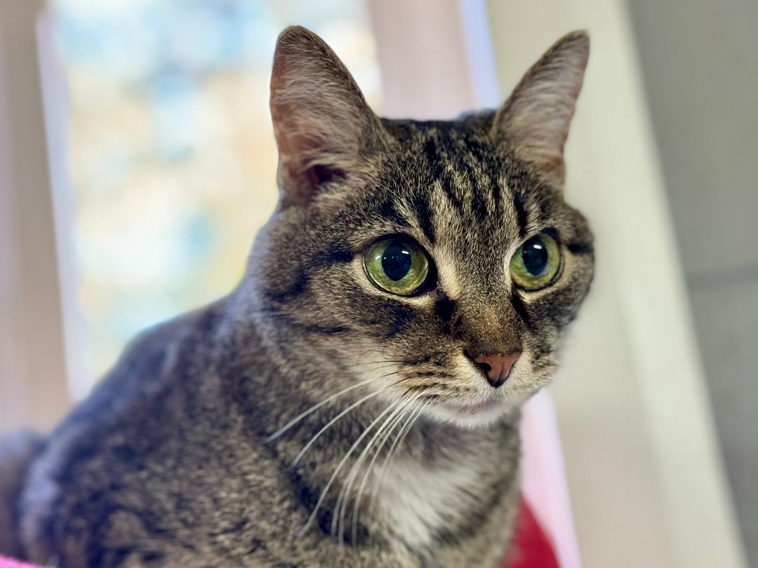 Enlarge Brandy, a Adoptable Tabby in Emporia, VA image 1/1