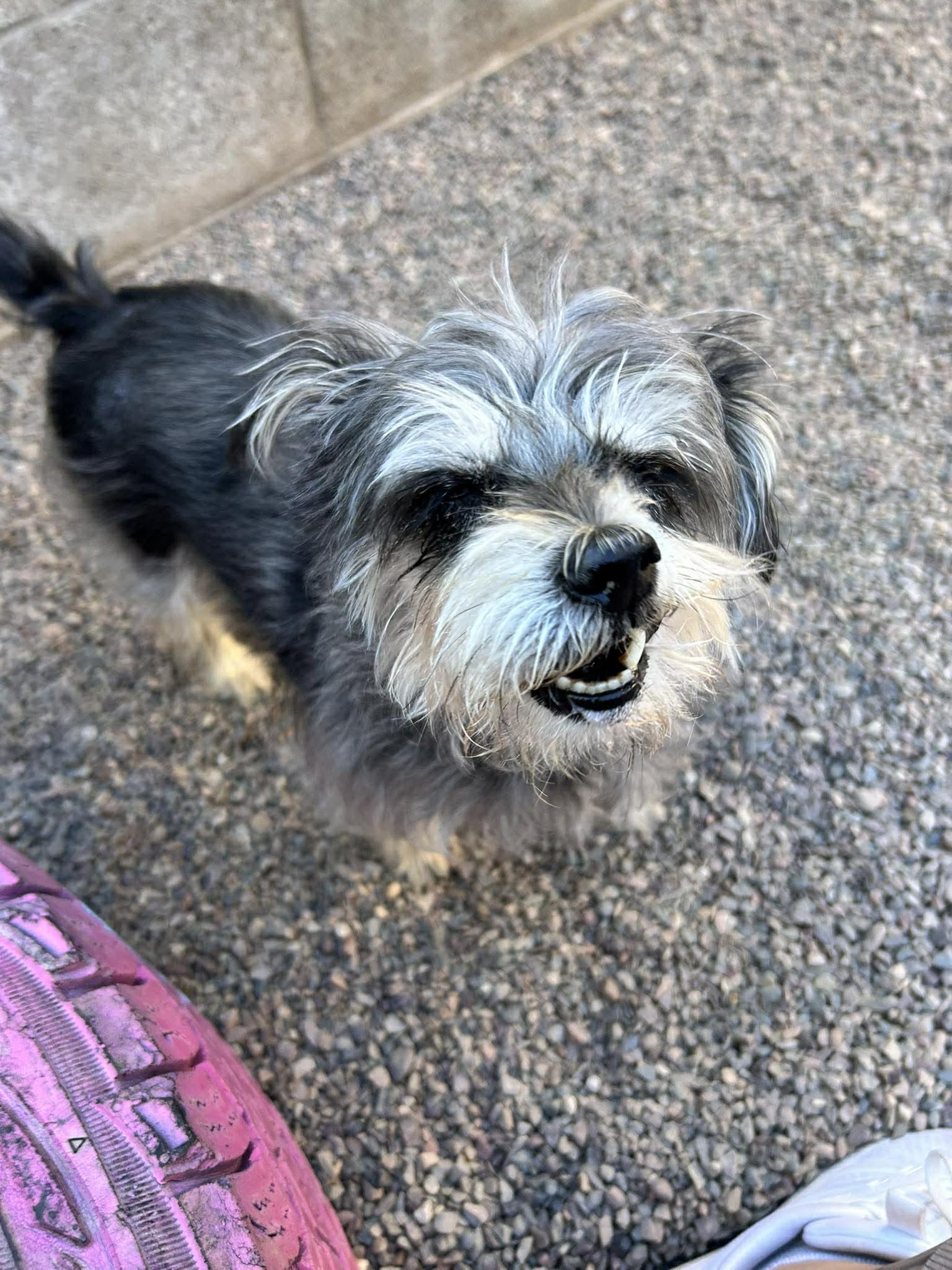 Enlarge Thimble, an adoptable mixed breed in Phoenix, AZ image 3/5