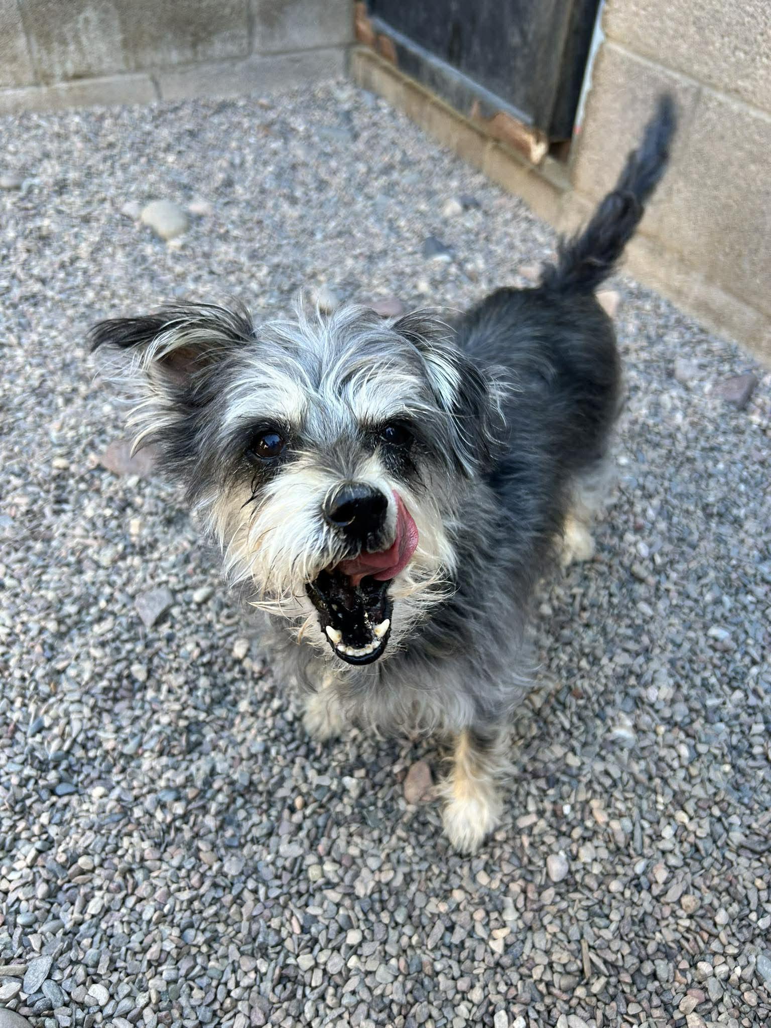 Enlarge Thimble, an adoptable mixed breed in Phoenix, AZ image 4/5
