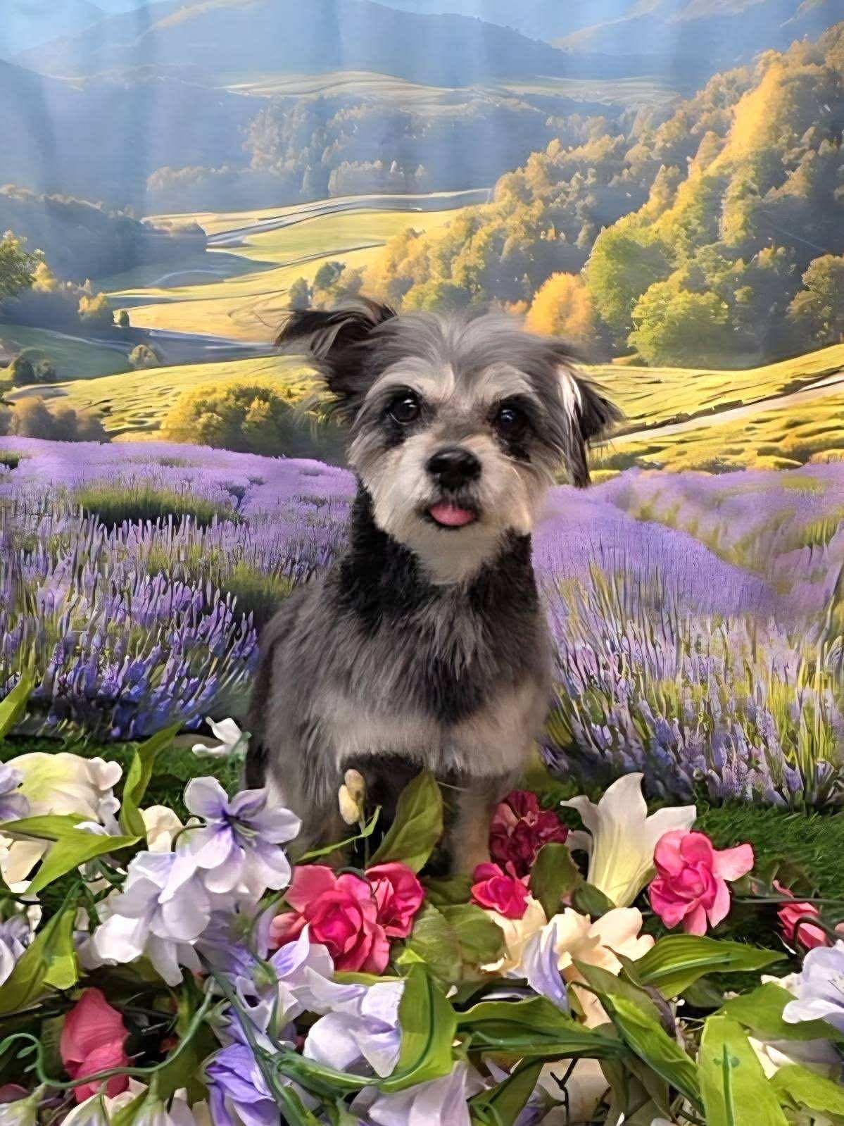 Thimble, adoptable, Adult Female Yorkshire Terrier.