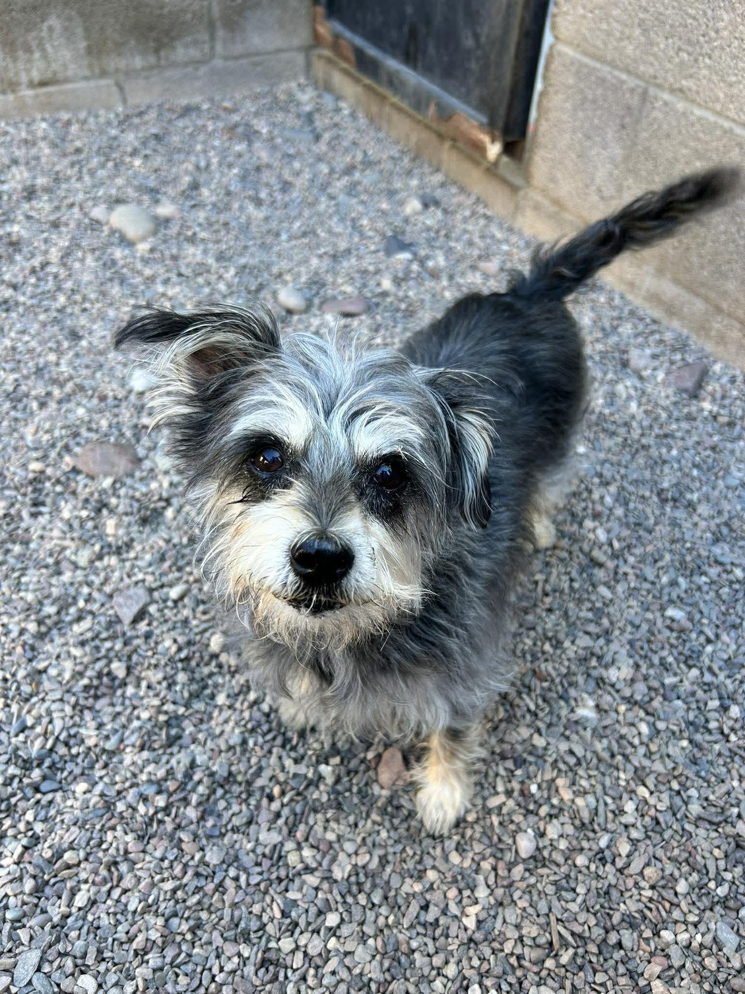 Enlarge Thimble, an adoptable mixed breed in Phoenix, AZ image 1/5