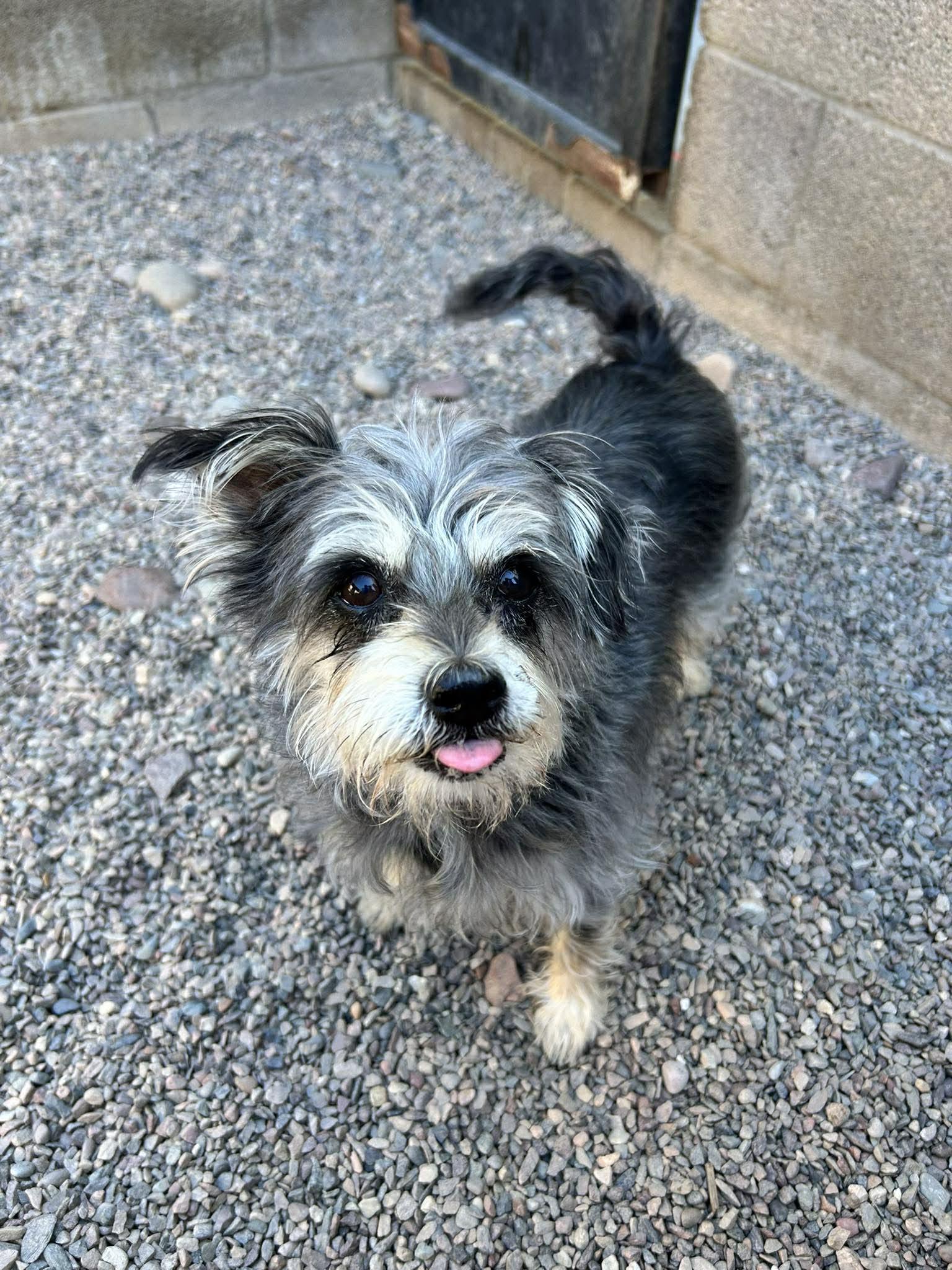Enlarge Thimble, an adoptable mixed breed in Phoenix, AZ image 5/5