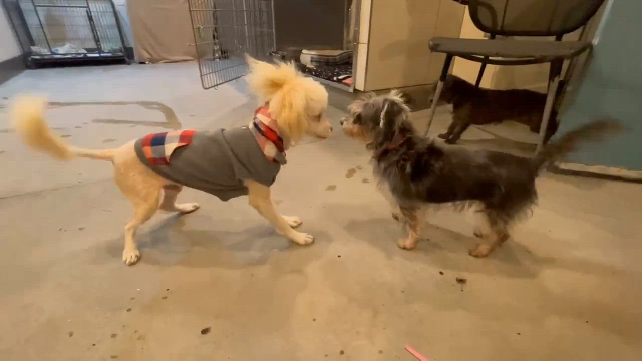 Enlarge Thimble, an adoptable mixed breed in Phoenix, AZ video 2/5