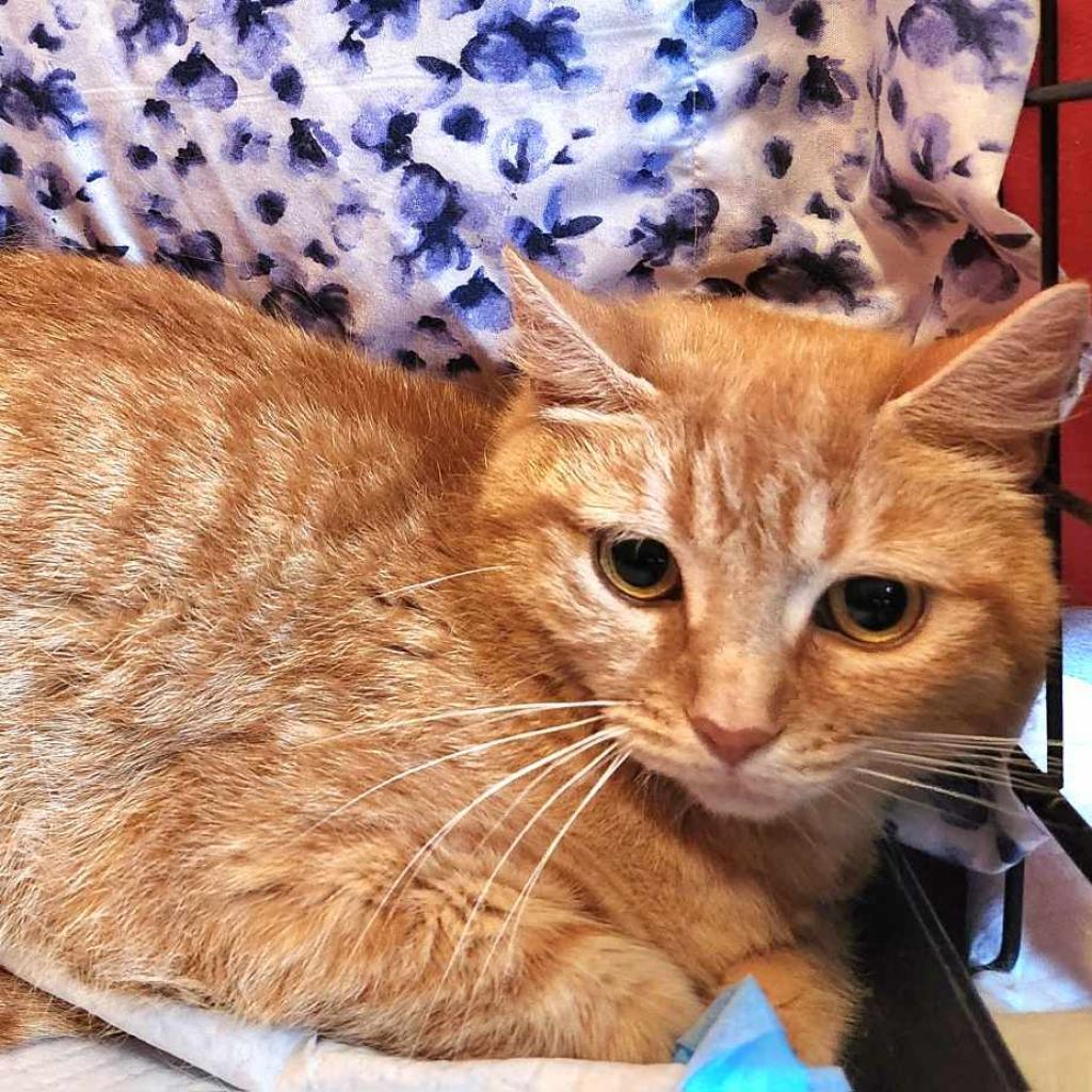 Enlarge Scarlet, a Adoptable Domestic Short Hair in Wind Gap, PA image 1/1