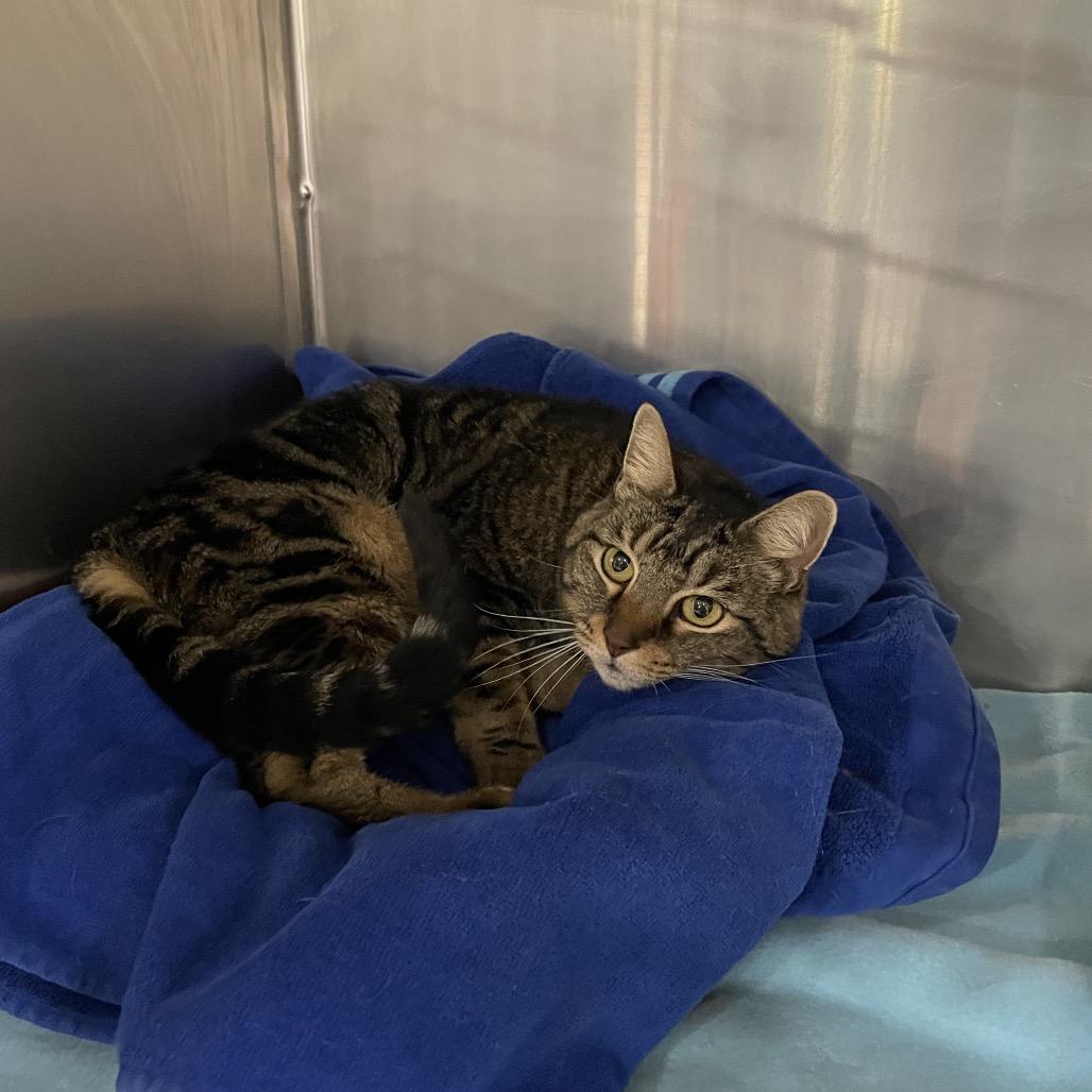 Nala, Adoptable, Senior Female Domestic Short Hair.