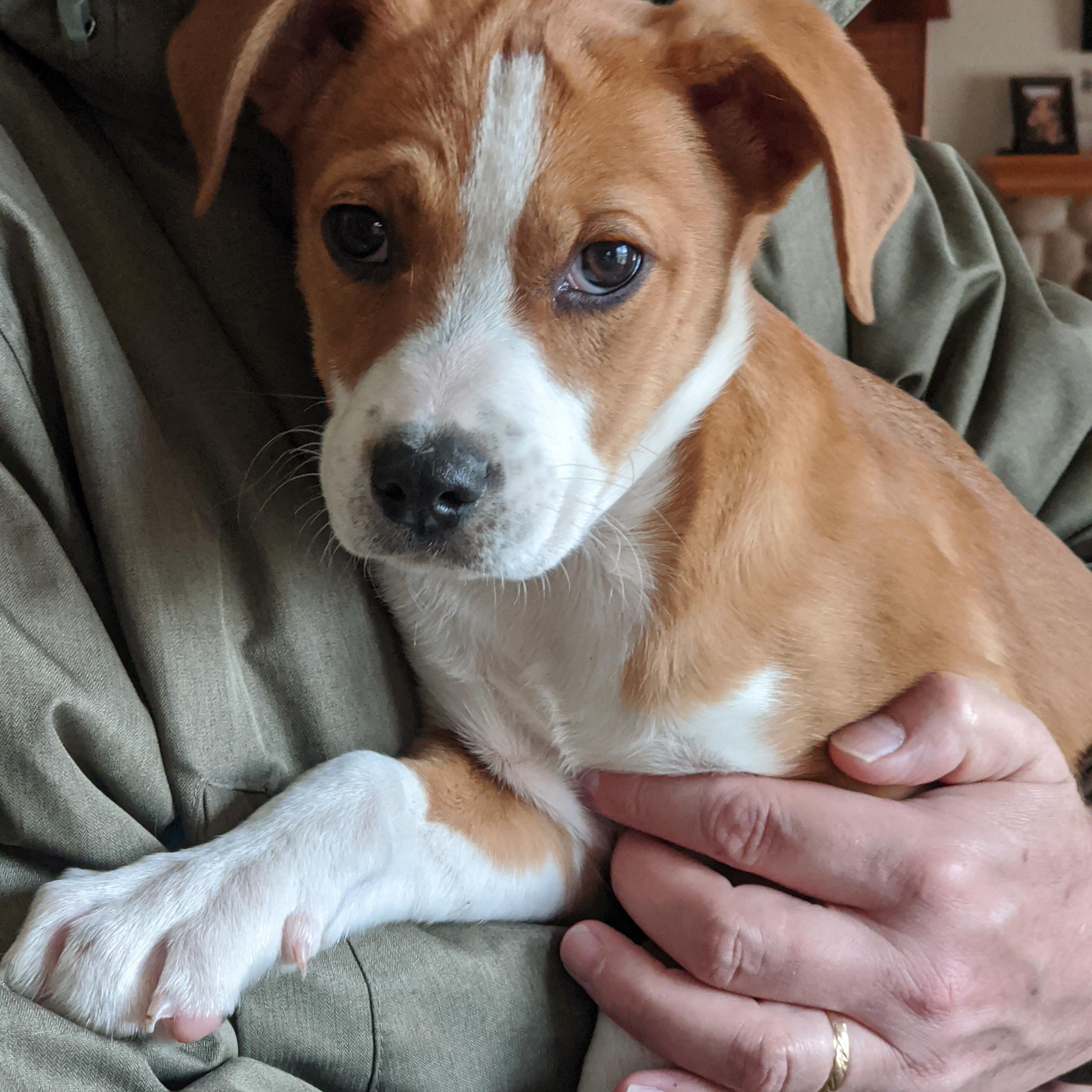 Enlarge Rooster. ADOPTED, a ADOPTABLE mixed breed in Union Grove, WI image 2/3