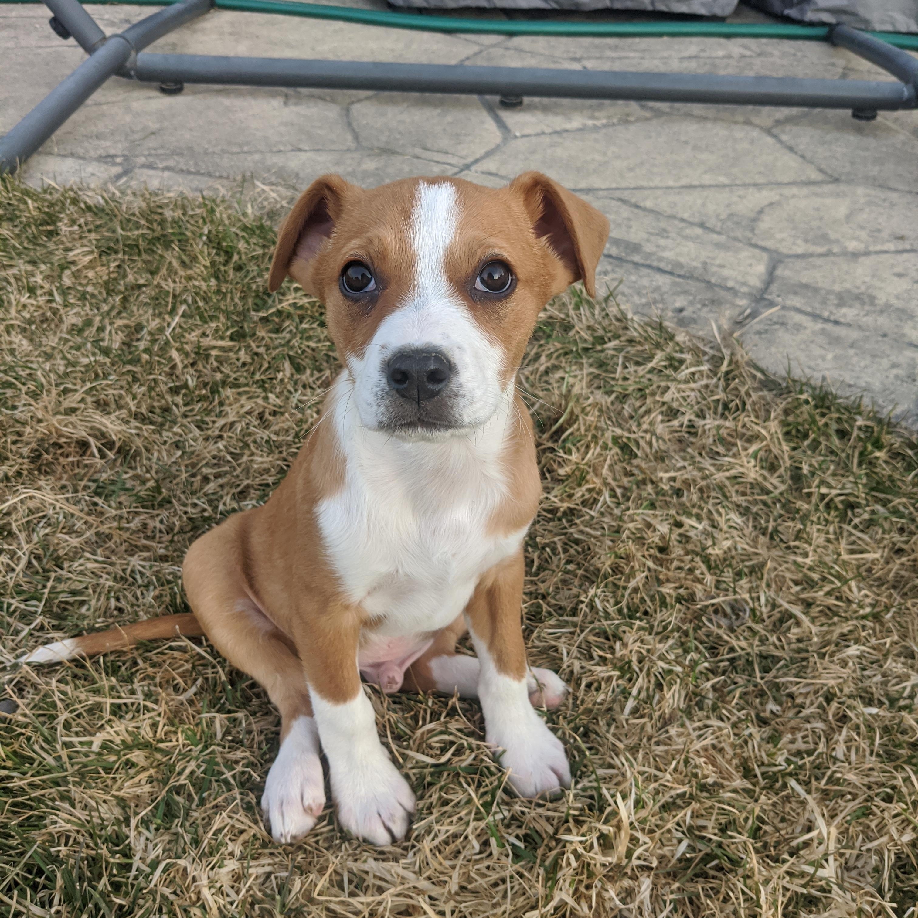 Rooster. ADOPTED, ADOPTABLE, Young Male Jack Russell Terrier & Beagle.