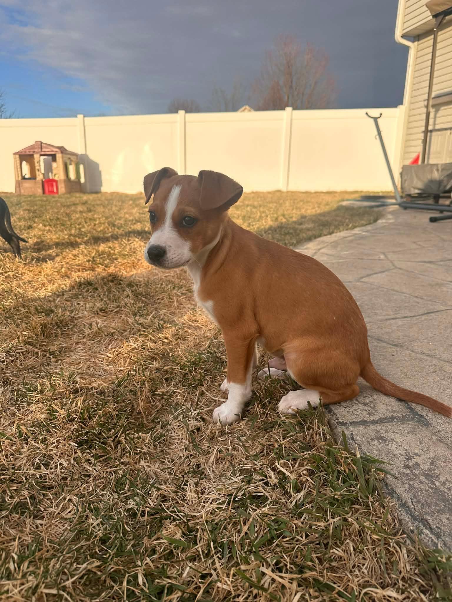 Enlarge Rooster. ADOPTED, a ADOPTABLE mixed breed in Union Grove, WI image 3/3