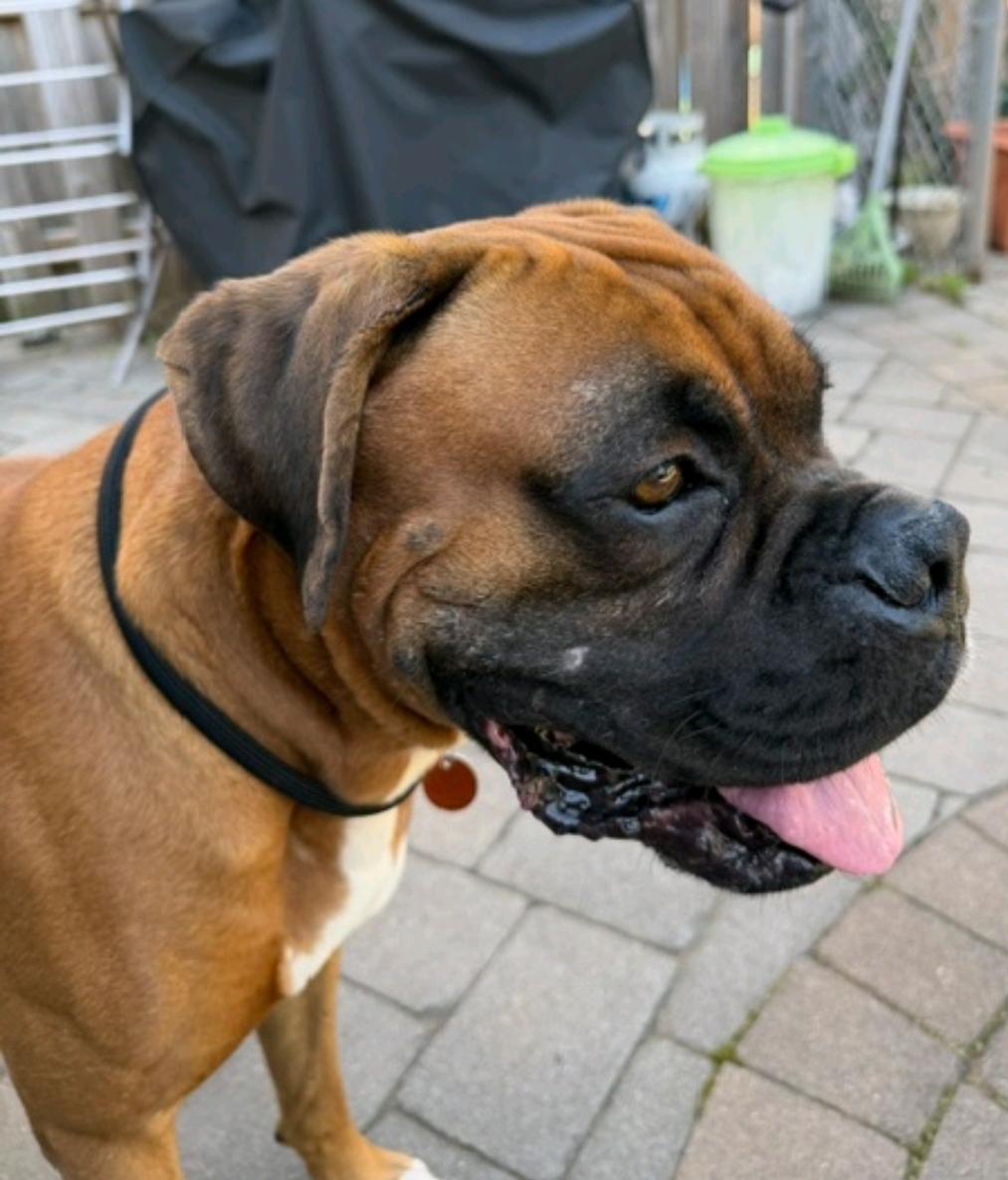 Miles-boxer (in Secaucus,NJ), adopted, Adult Male Boxer.