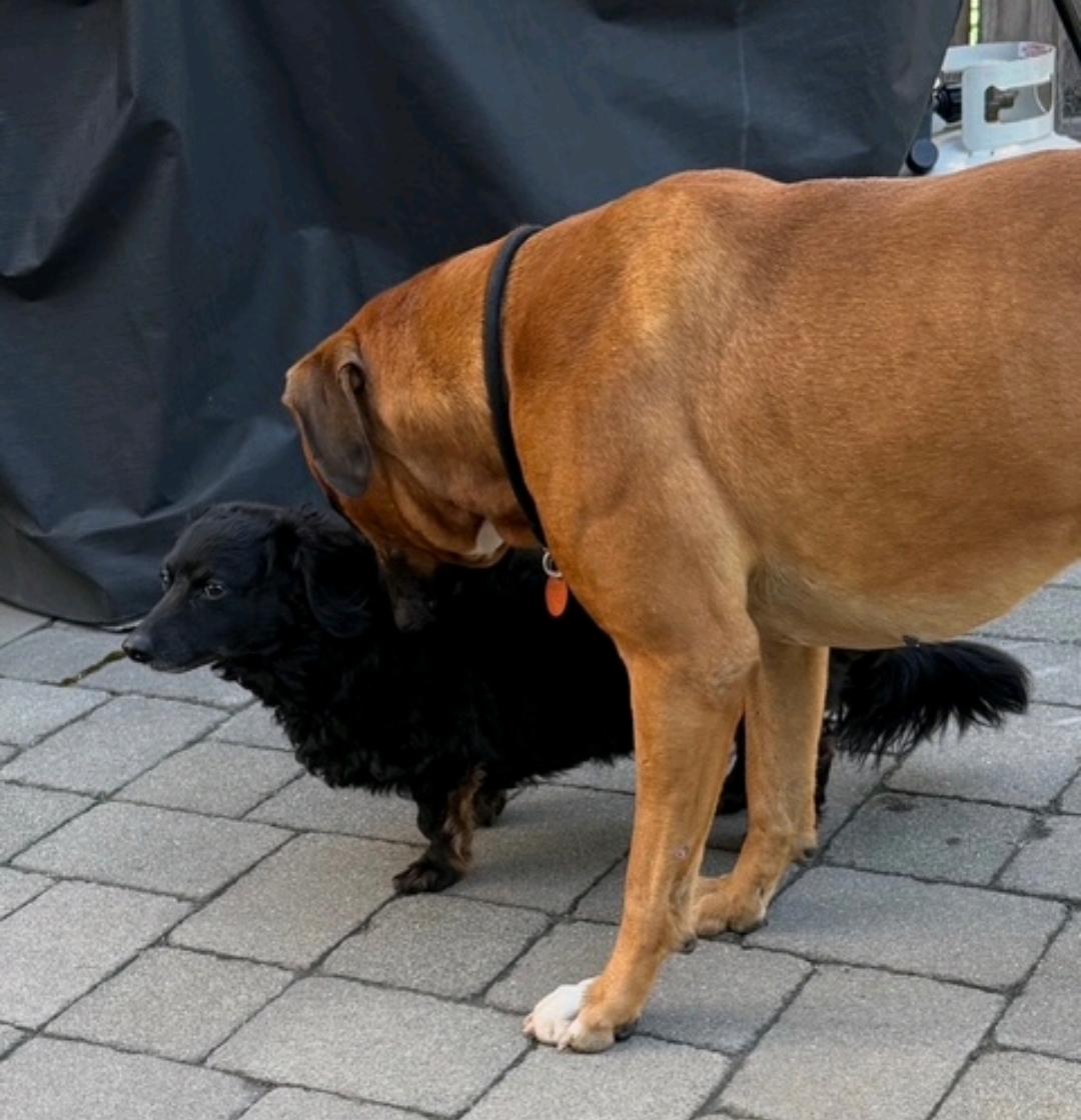 Enlarge Miles-boxer (in Secaucus,NJ), an adopted Boxer in Hamburg, NY image 3/5