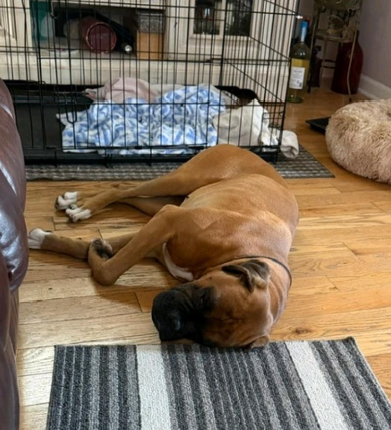 Enlarge Miles-boxer (in Secaucus,NJ), an adopted Boxer in Hamburg, NY image 4/5