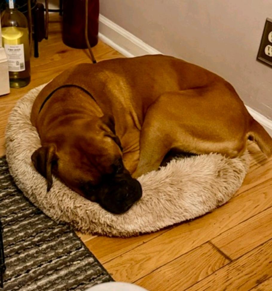Enlarge Miles-boxer (in Secaucus,NJ), an adopted Boxer in Hamburg, NY image 5/5