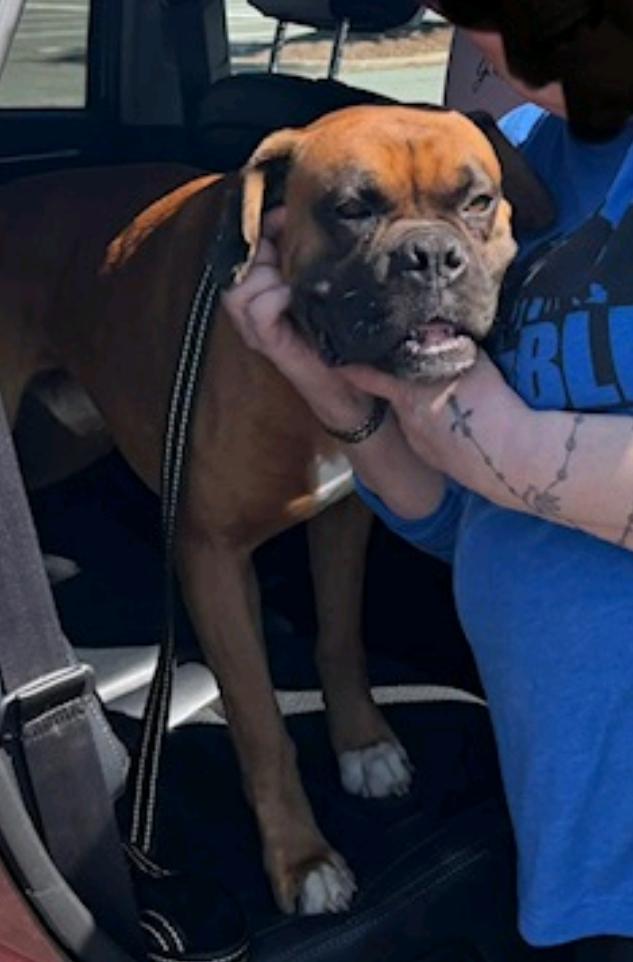 Enlarge Miles-boxer (in Secaucus,NJ), an adopted Boxer in Hamburg, NY image 2/5