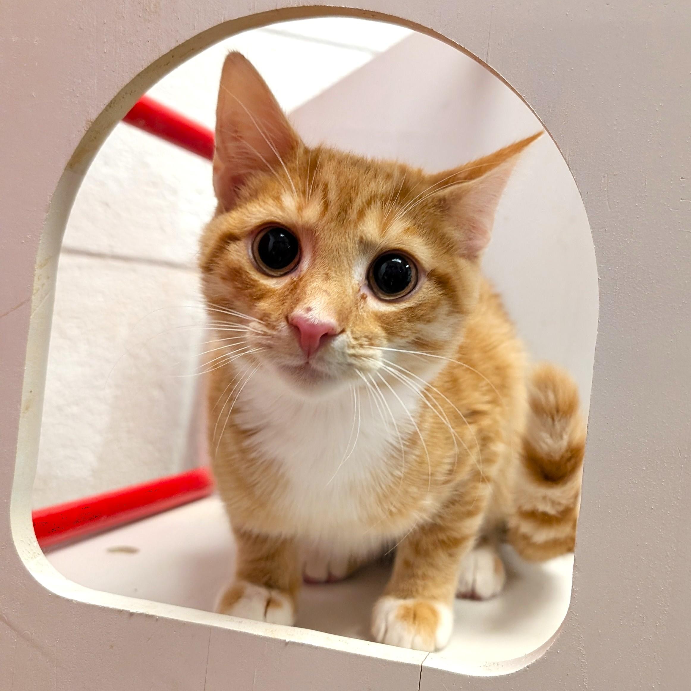 Shrimp, adopted, Young Male Tabby.