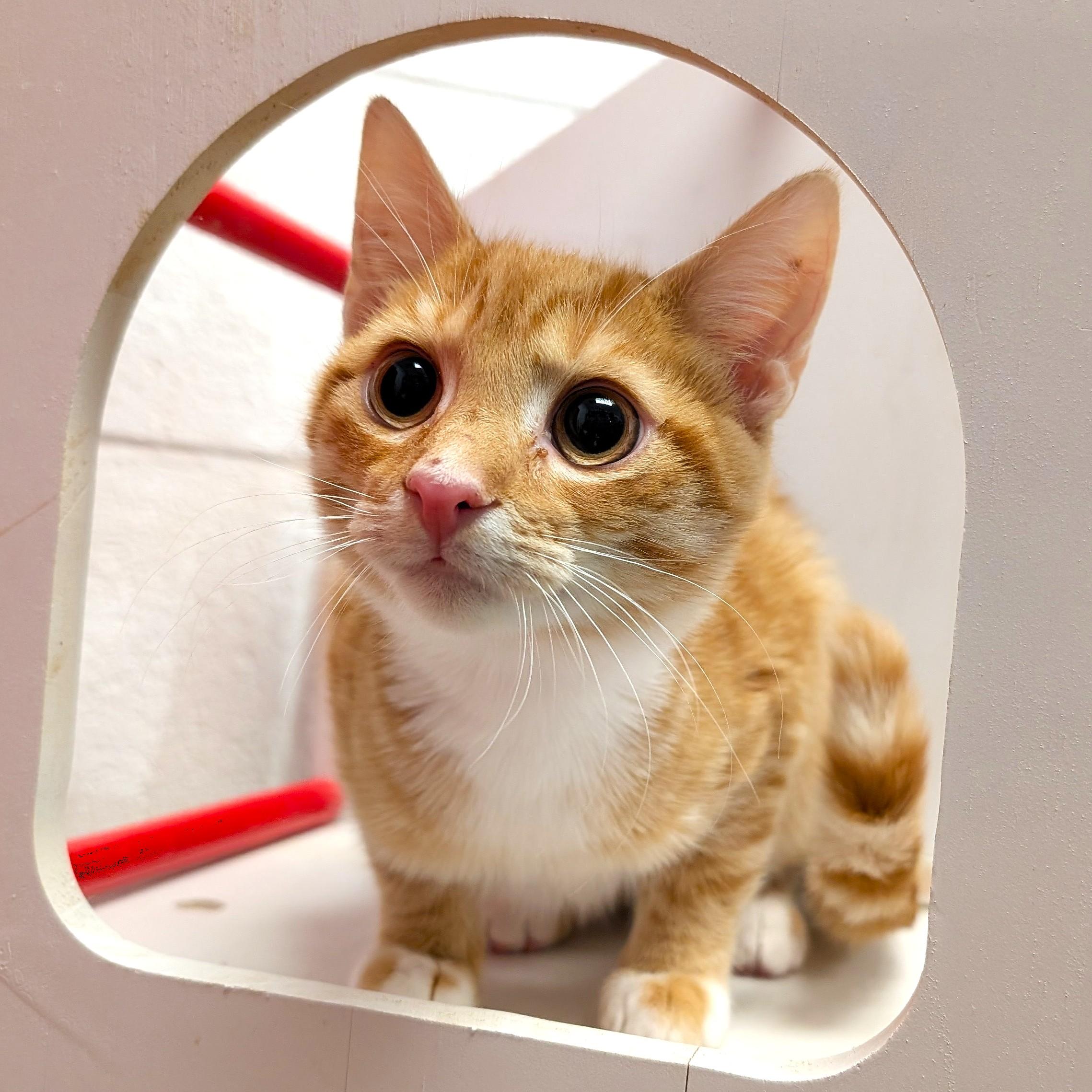 Shrimp, an adopted Tabby in Smithfield, NC image 2/3