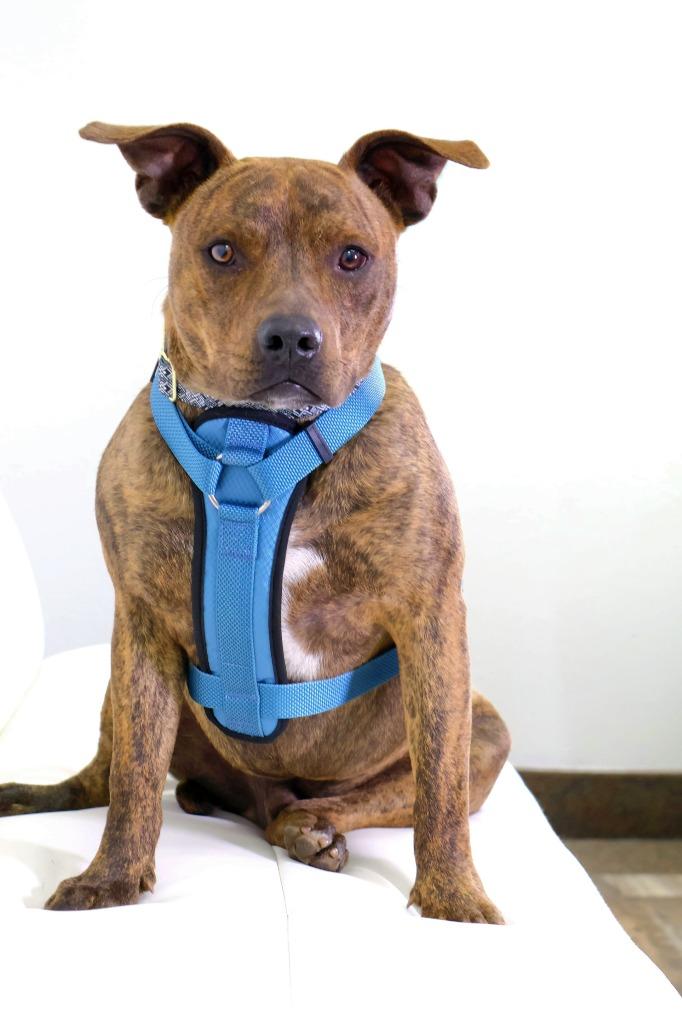 Prince, Adoptable, Young Male Pit Bull Terrier.