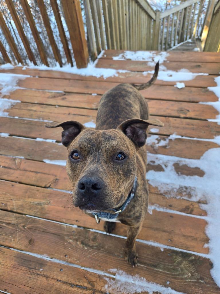 Prince, a Adoptable Pit Bull Terrier in Savage, MN image 2/5