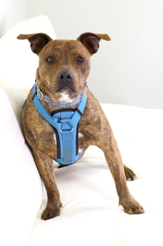 Prince, a Adoptable Pit Bull Terrier in Savage, MN image 3/5