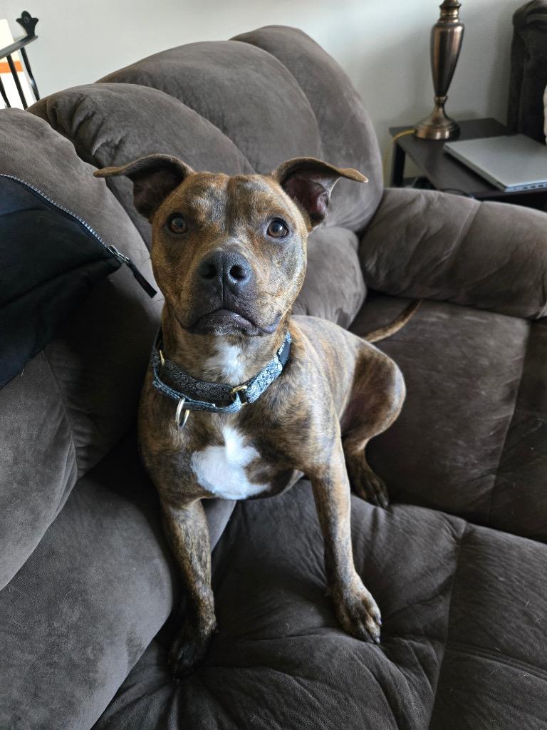 Prince, a Adoptable Pit Bull Terrier in Savage, MN image 4/5
