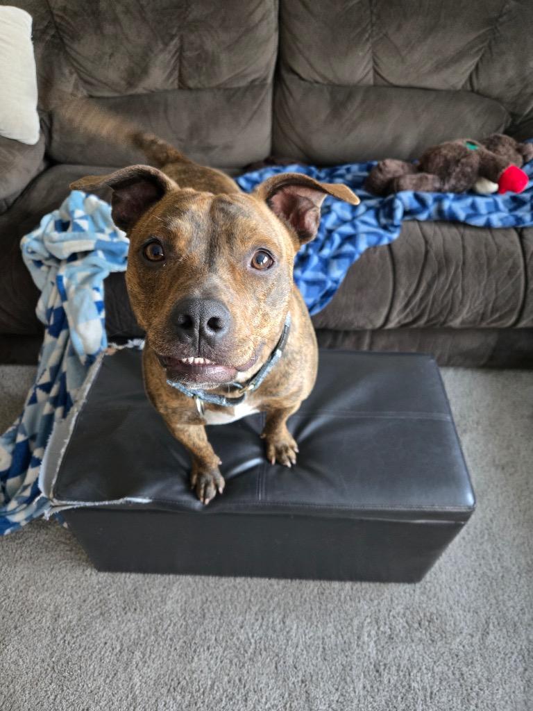 Prince, a Adoptable Pit Bull Terrier in Savage, MN image 5/5