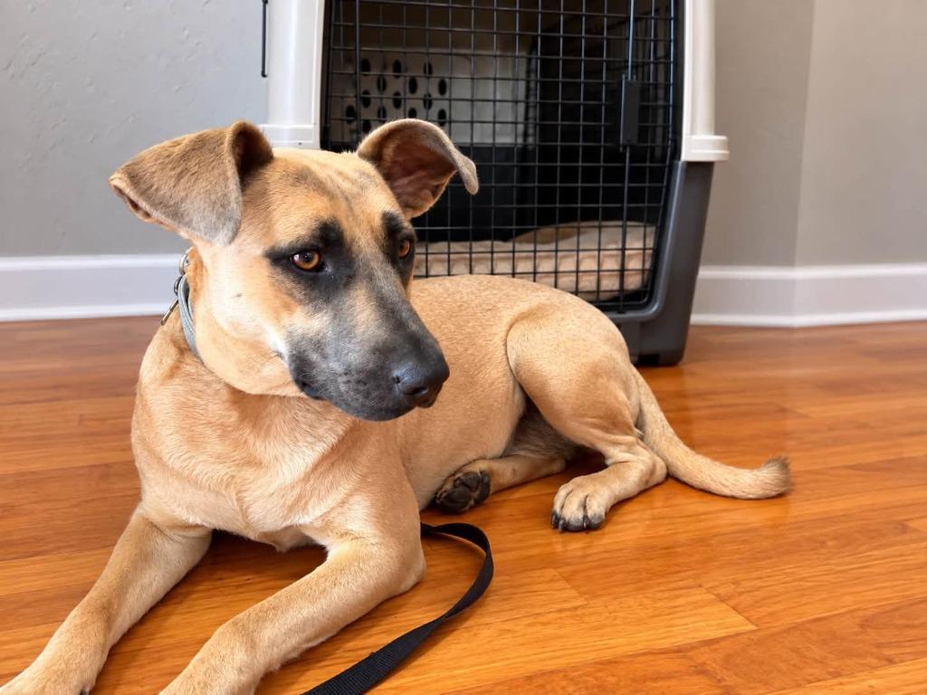 Enlarge Koolaid, a Adoptable mixed breed in Fond Du Lac, WI image 4/5