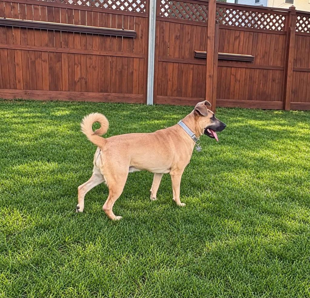 Enlarge Koolaid, a Adoptable mixed breed in Fond Du Lac, WI image 5/5
