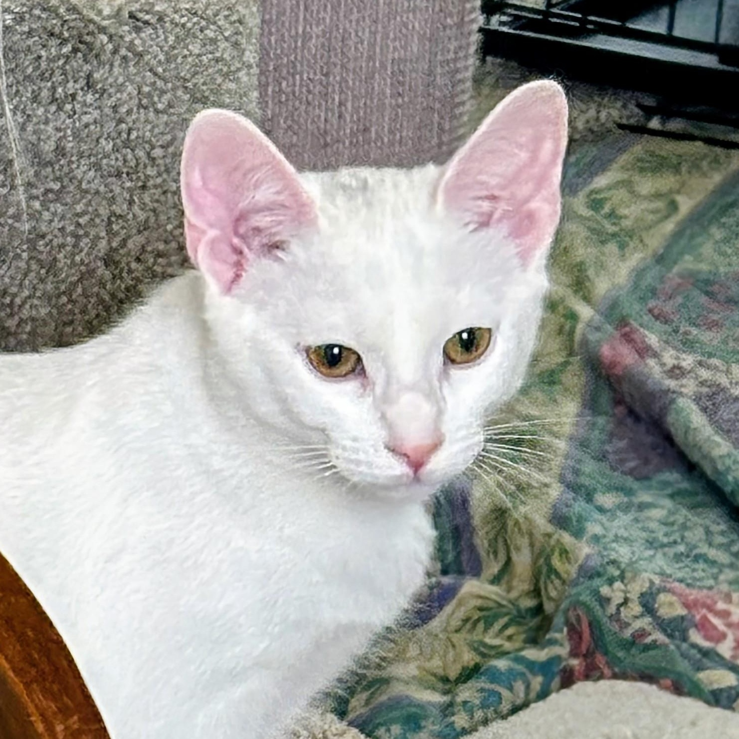 Daisy - Rancho Cucamonga PetSmart, Adoptable, Kitten Female Domestic Short Hair.