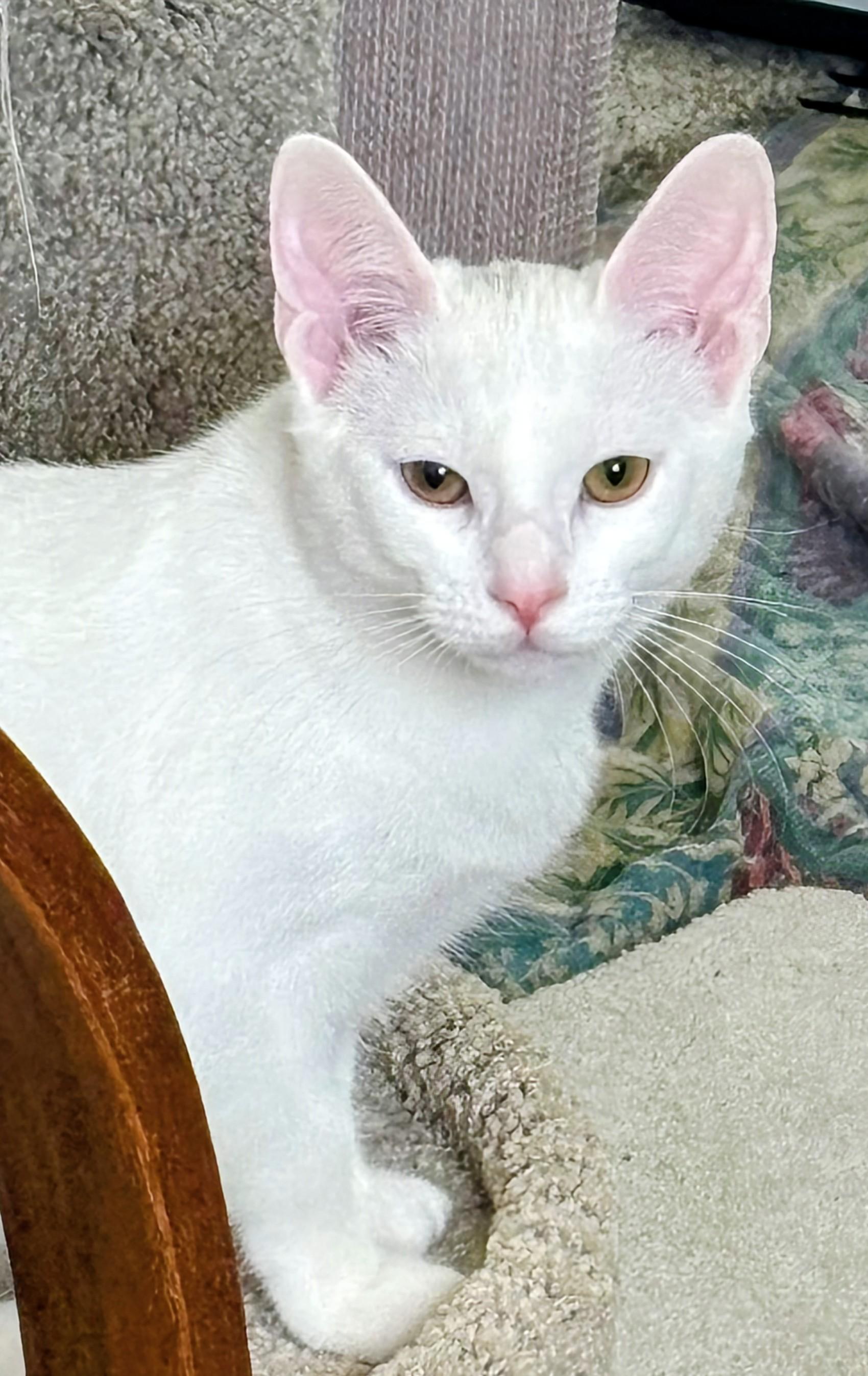 Daisy - Rancho Cucamonga PetSmart, a Adoptable Domestic Short Hair in Rancho Cucamonga, CA image 2/2