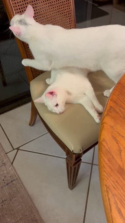 Enlarge Daisy - Rancho Cucamonga PetSmart, a Adoptable Domestic Short Hair in Rancho Cucamonga, CA video 3/3