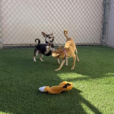 Winston, Adoptable, Adult Male Chihuahua.