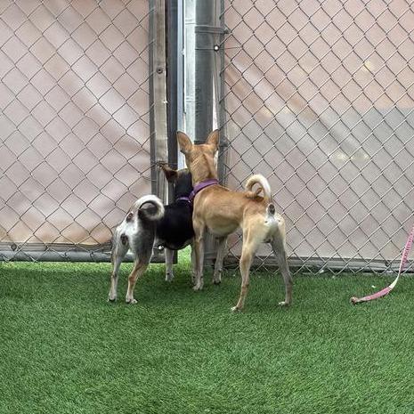 Winston, Adoptable, Adult Male Chihuahua.