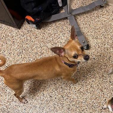 Enlarge Winston, a Adoptable Chihuahua in Tempe, AZ image 2/3