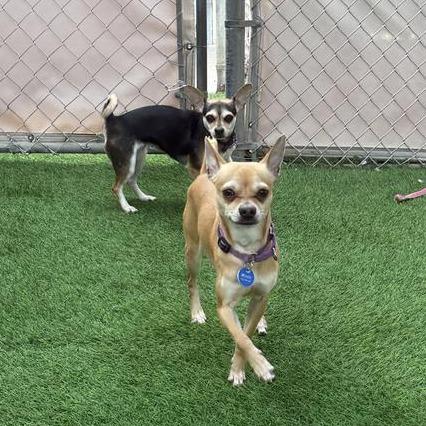 Enlarge Winston, a Adoptable Chihuahua in Tempe, AZ image 3/3