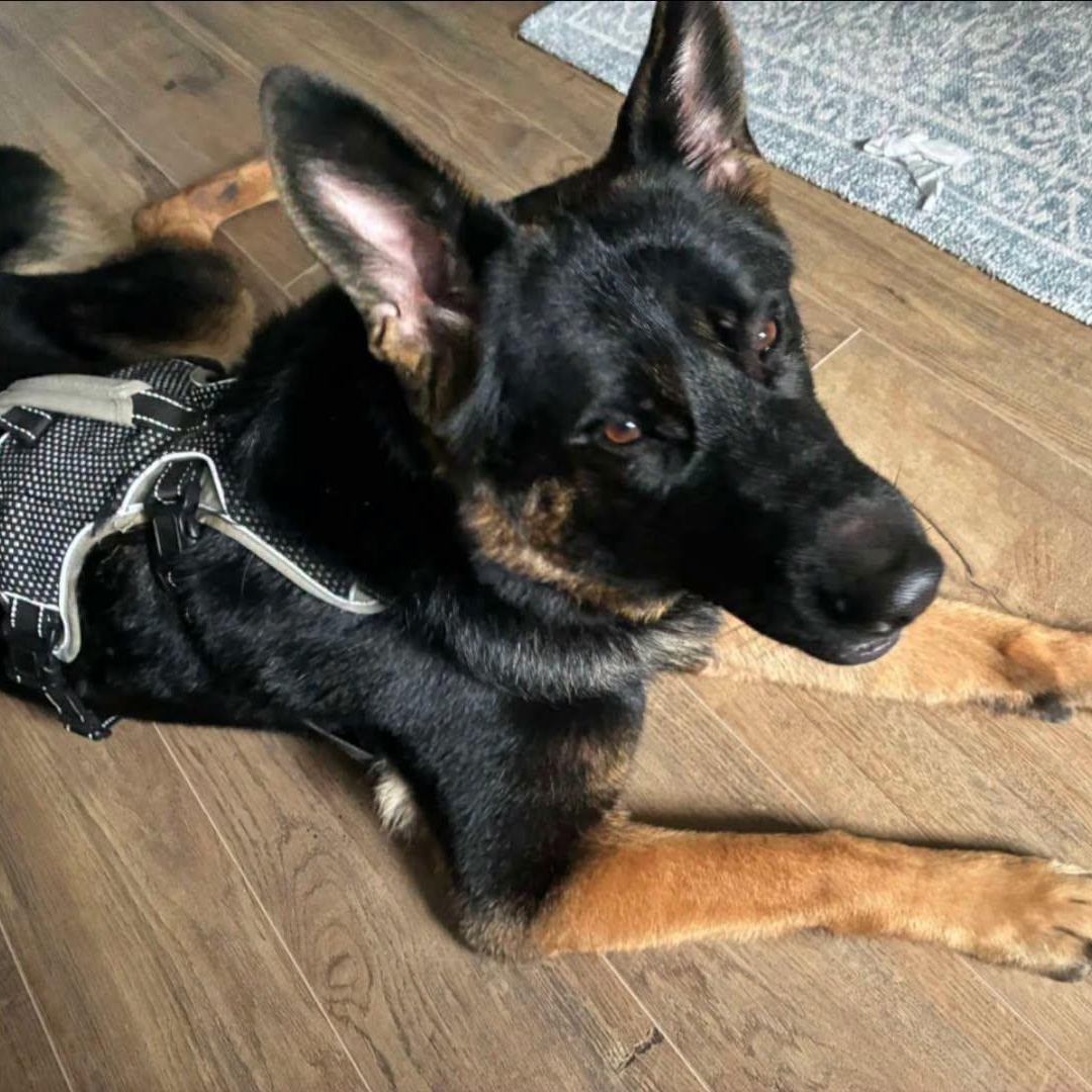 Enlarge Ida, a Adoptable German Shepherd Dog in Penfield, NY image 4/6