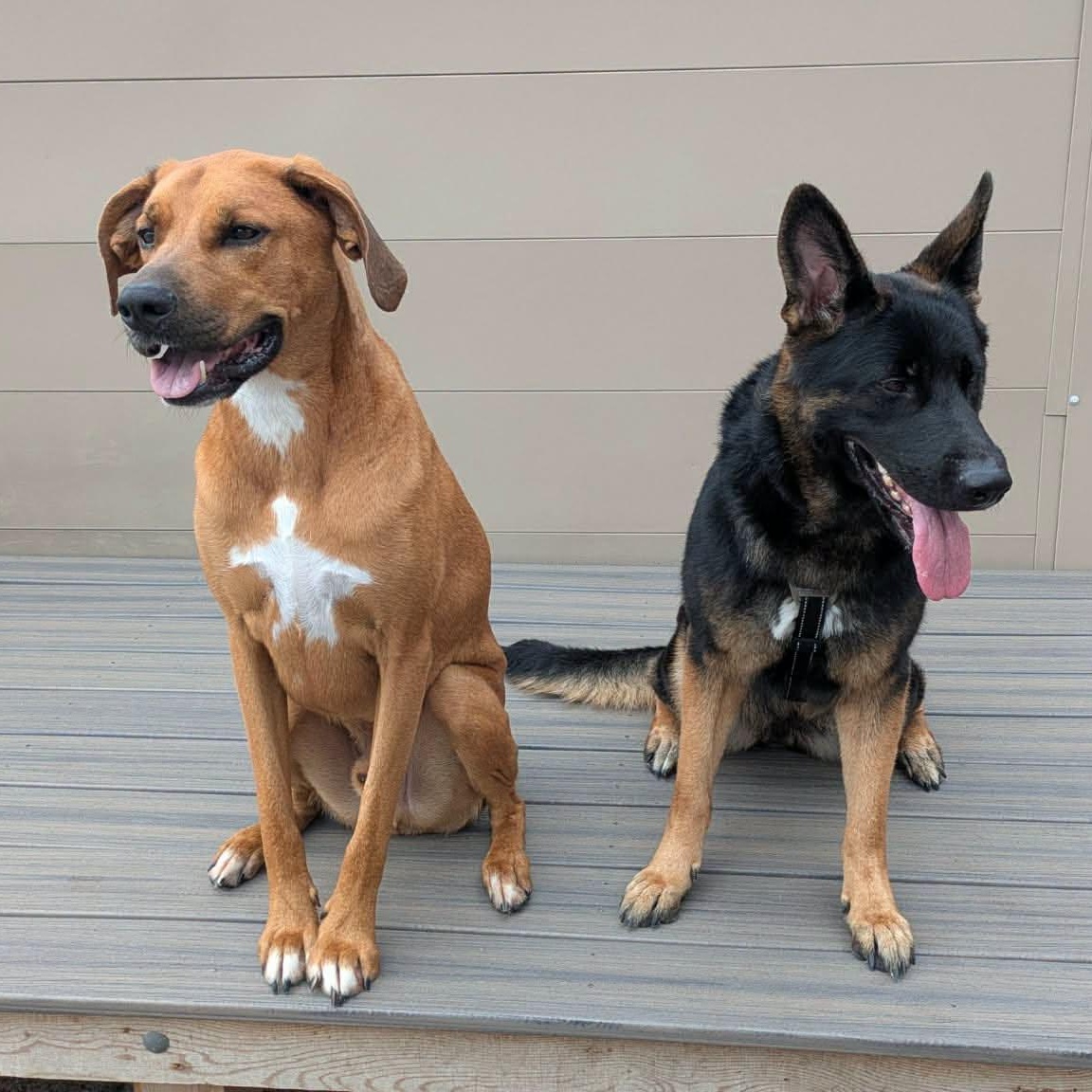 Enlarge Ida, a Adoptable German Shepherd Dog in Penfield, NY image 5/6