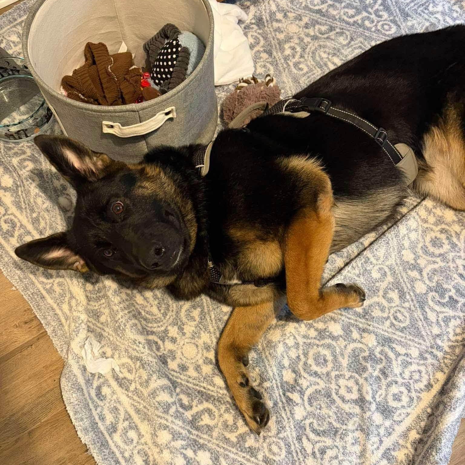Enlarge Ida, a Adoptable German Shepherd Dog in Penfield, NY image 3/6
