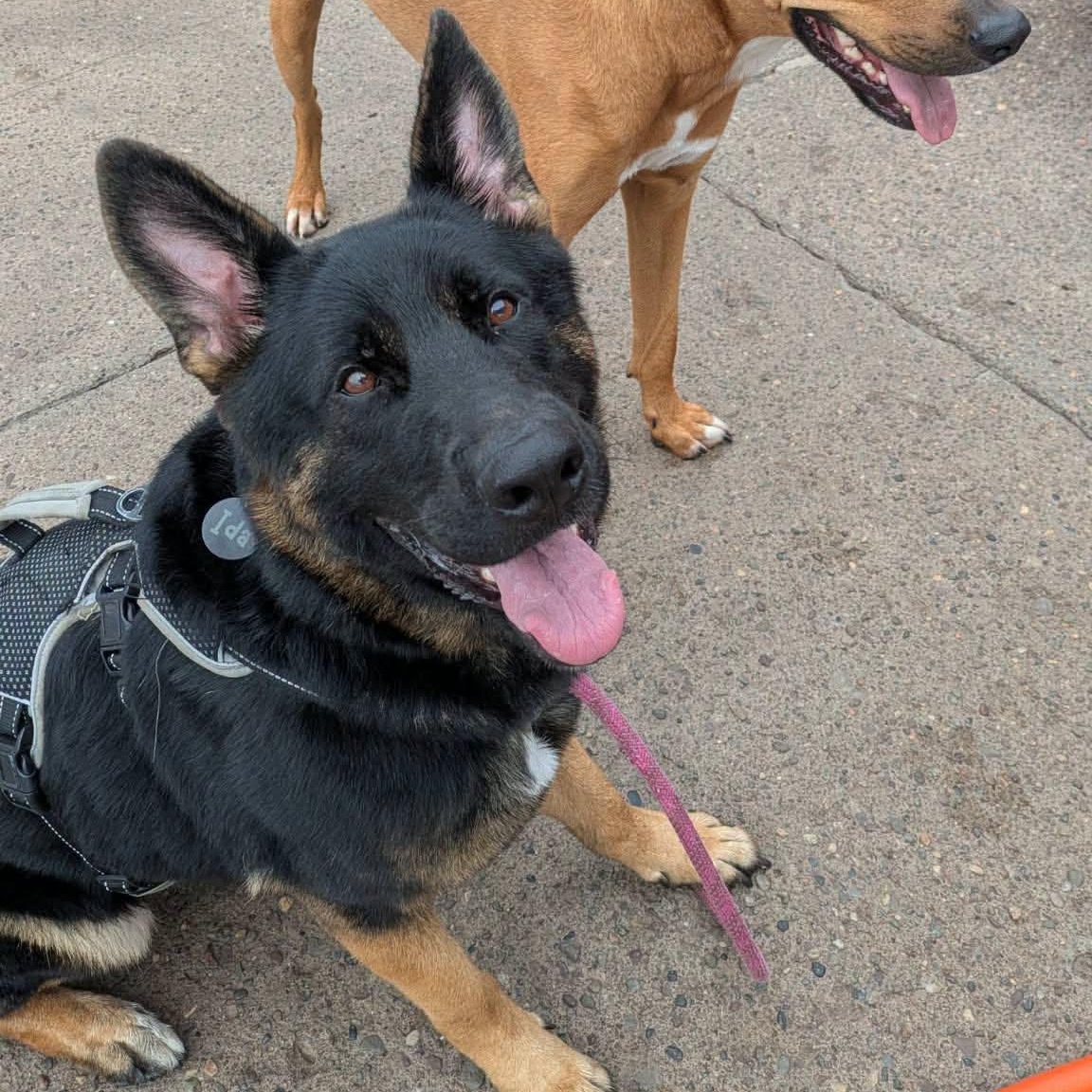 Ida, Adoptable, Adult Female German Shepherd Dog.