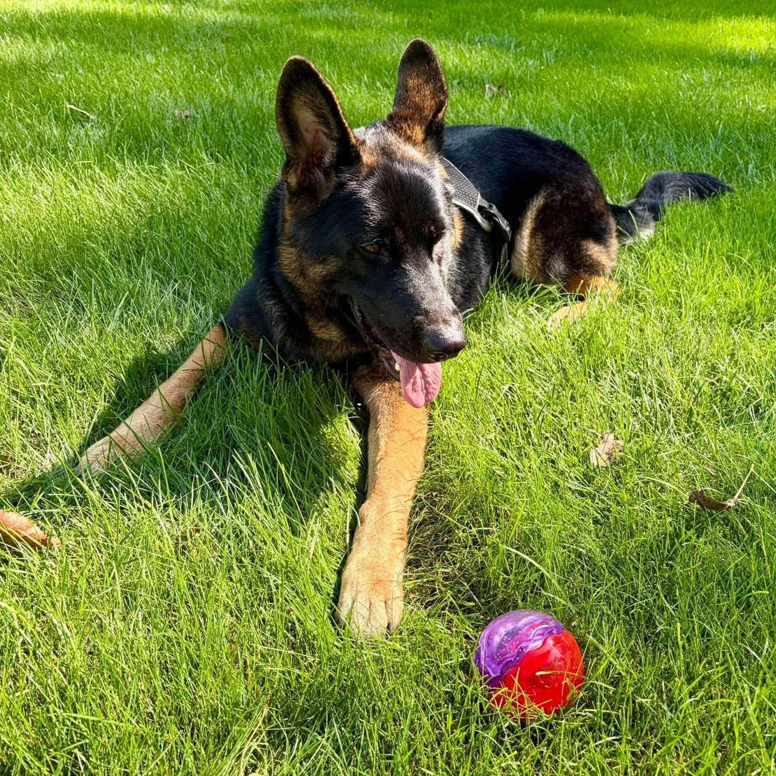 Enlarge Ida, a Adoptable German Shepherd Dog in Penfield, NY image 2/6