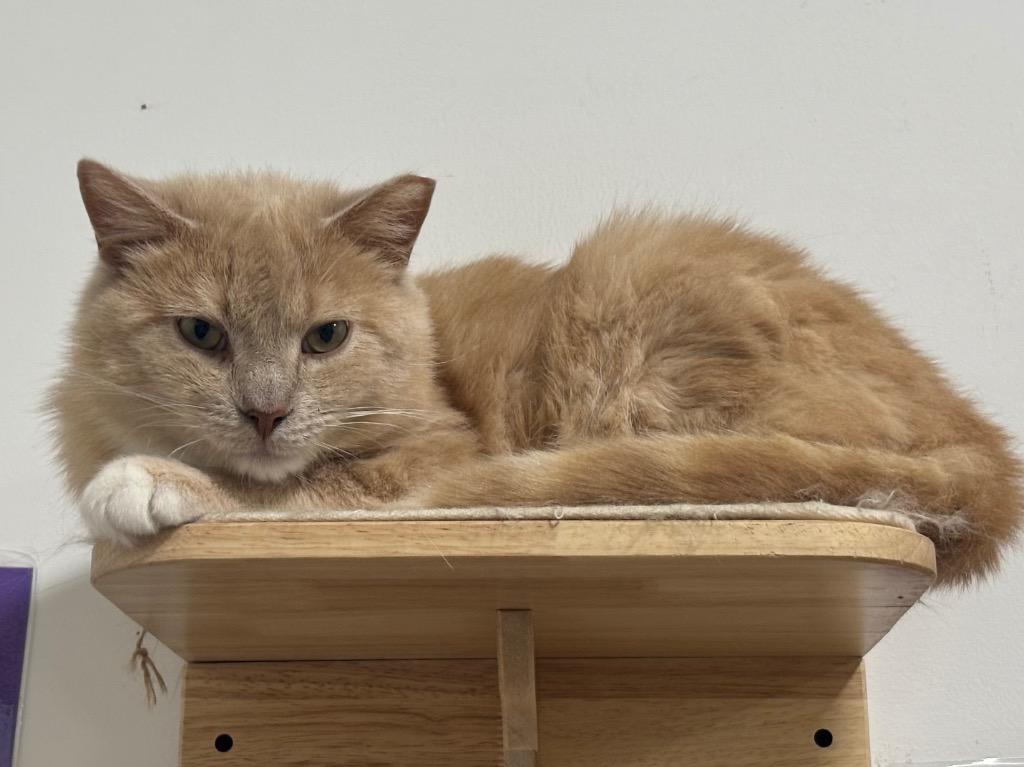 Teddy, Adoptable, Young Male Tabby.
