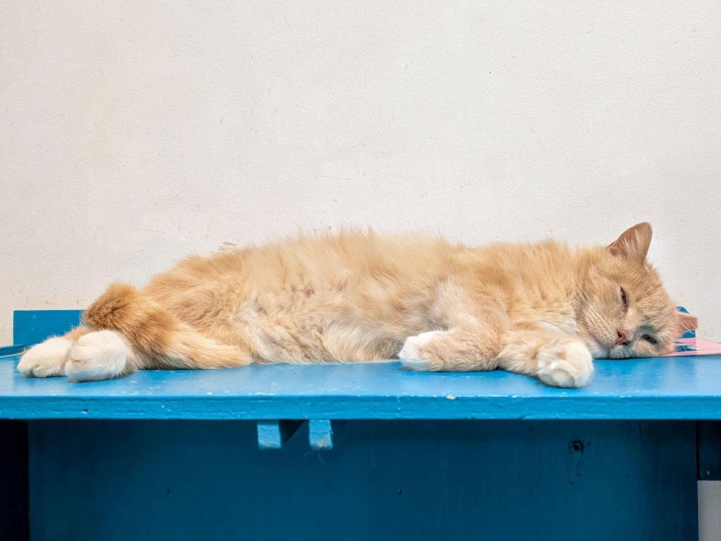 Enlarge Teddy, a Adoptable Tabby in Powell, OH image 2/2
