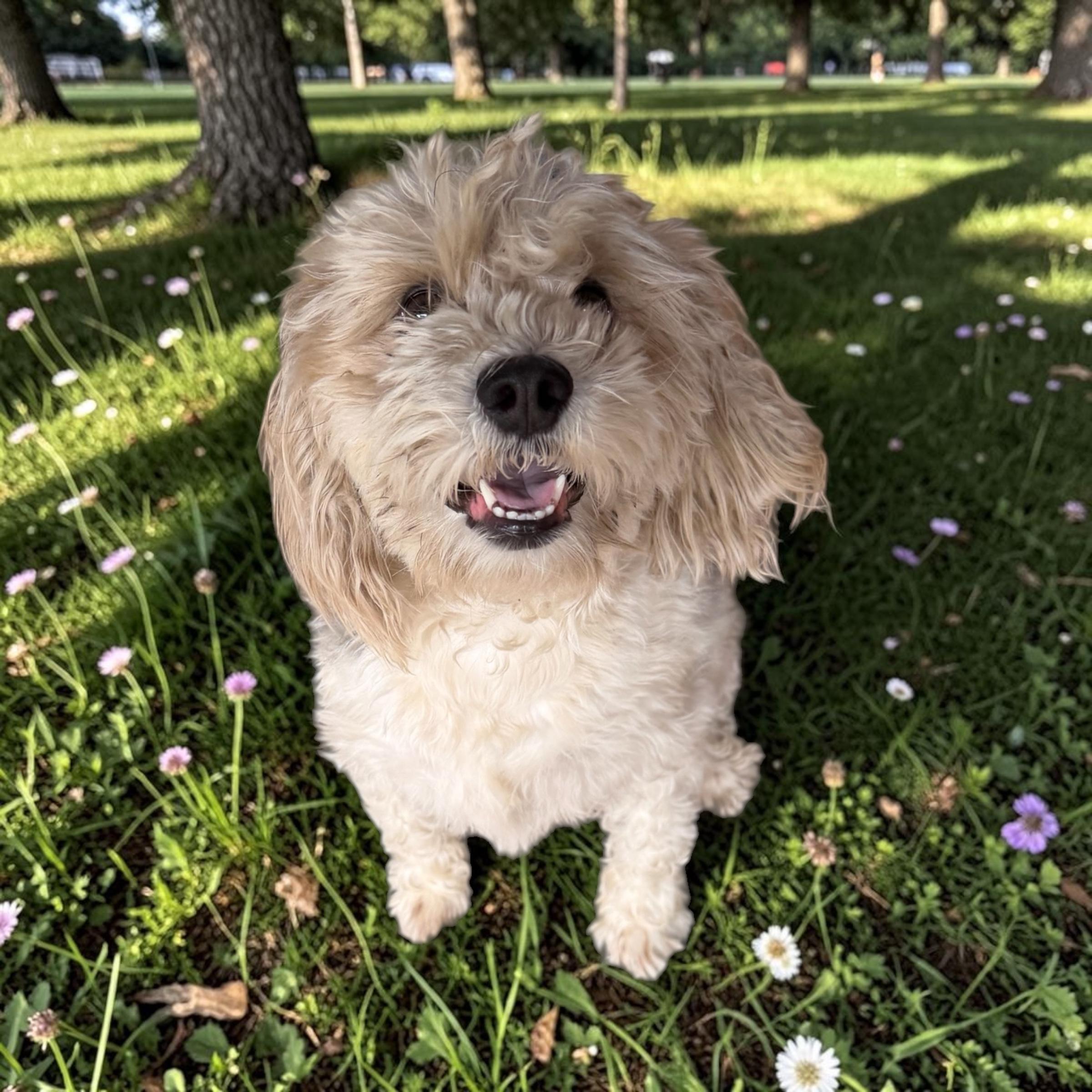 Enlarge Bella , a ADOPTABLE Shih poo in South Amboy, NJ image 1/1