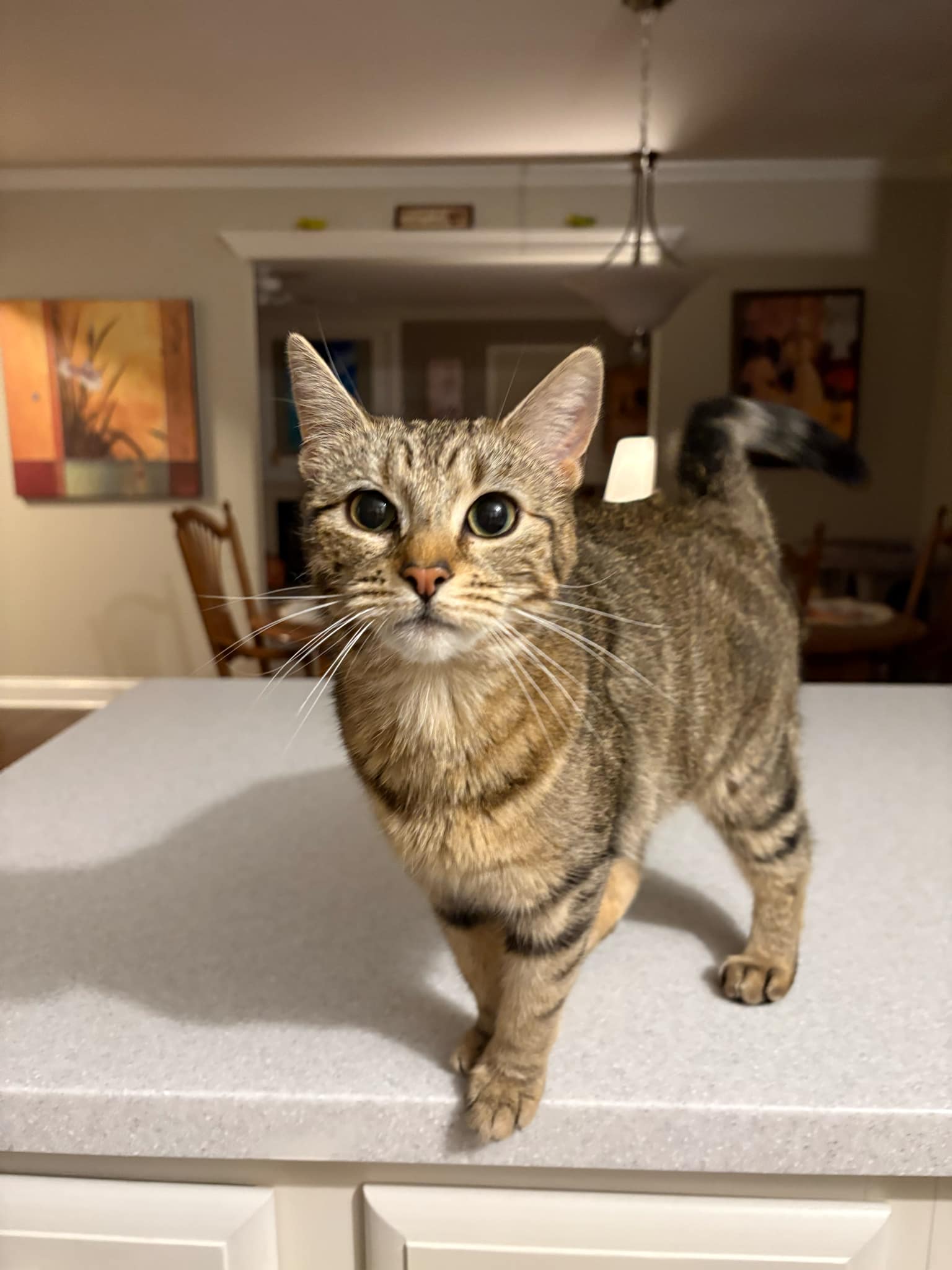 Kaylee, Young Female Domestic Short Hair