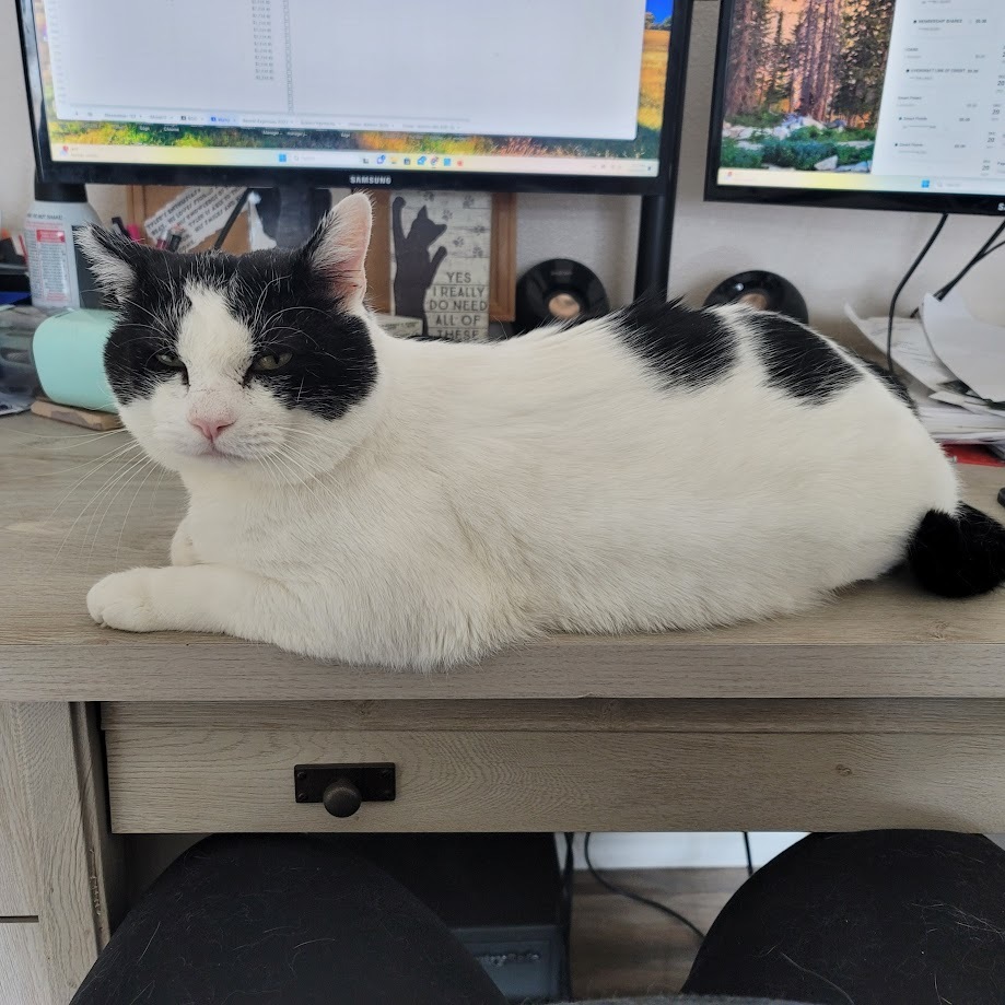 Harvey, Adopted, Adult Male Domestic Short Hair.