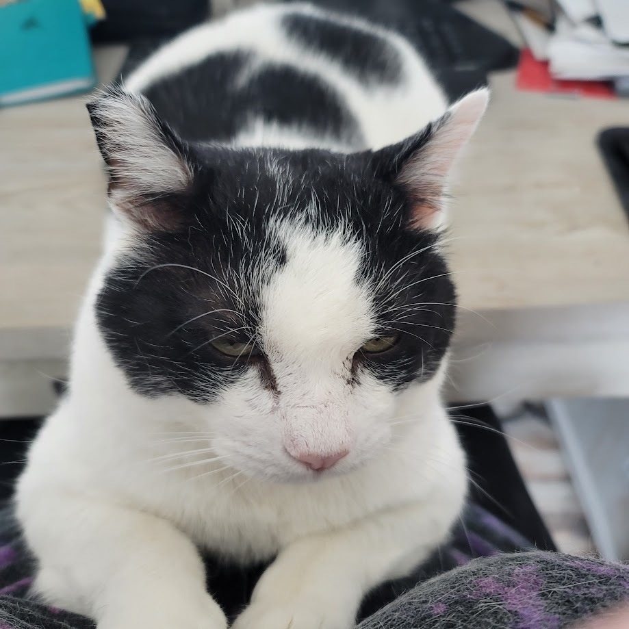 Harvey, a Adopted Domestic Short Hair in Rawlins, WY image 2/3