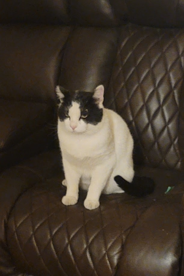 Harvey, a Adopted Domestic Short Hair in Rawlins, WY image 3/3