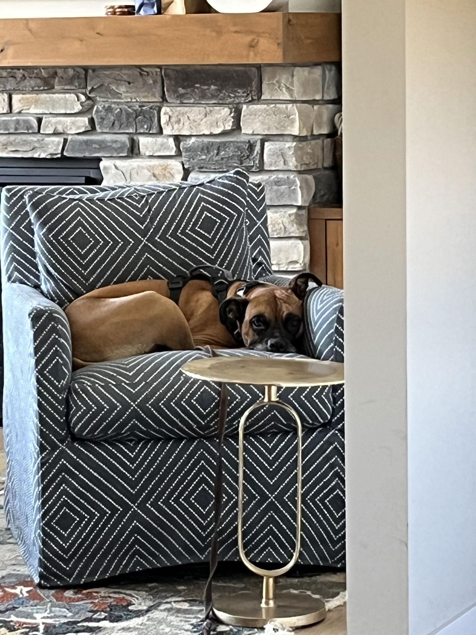 Enlarge Zeke, a Adopted Boxer in Woodbury, MN image 2/3