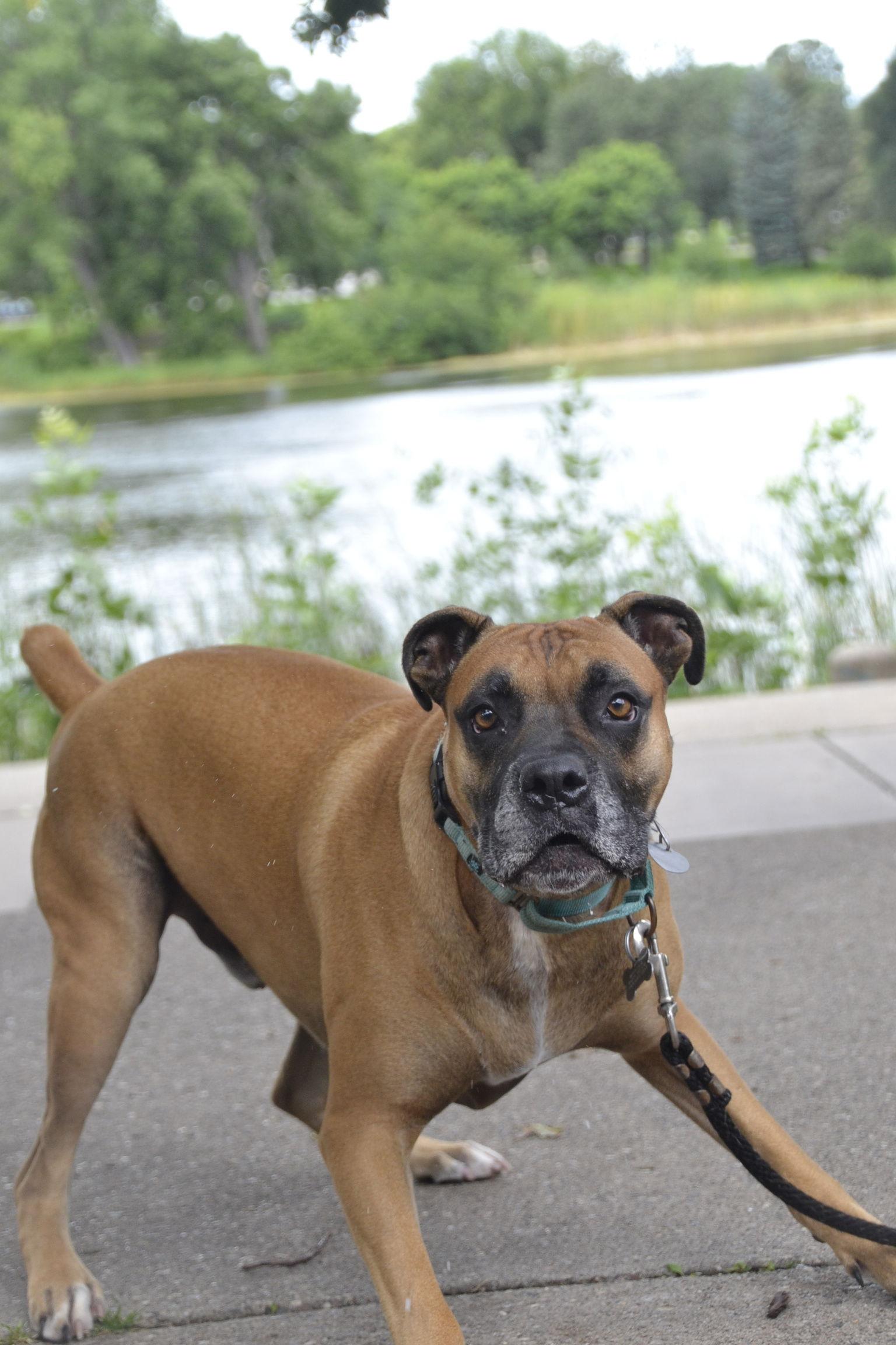 Enlarge Zeke, a Adopted Boxer in Woodbury, MN image 3/3