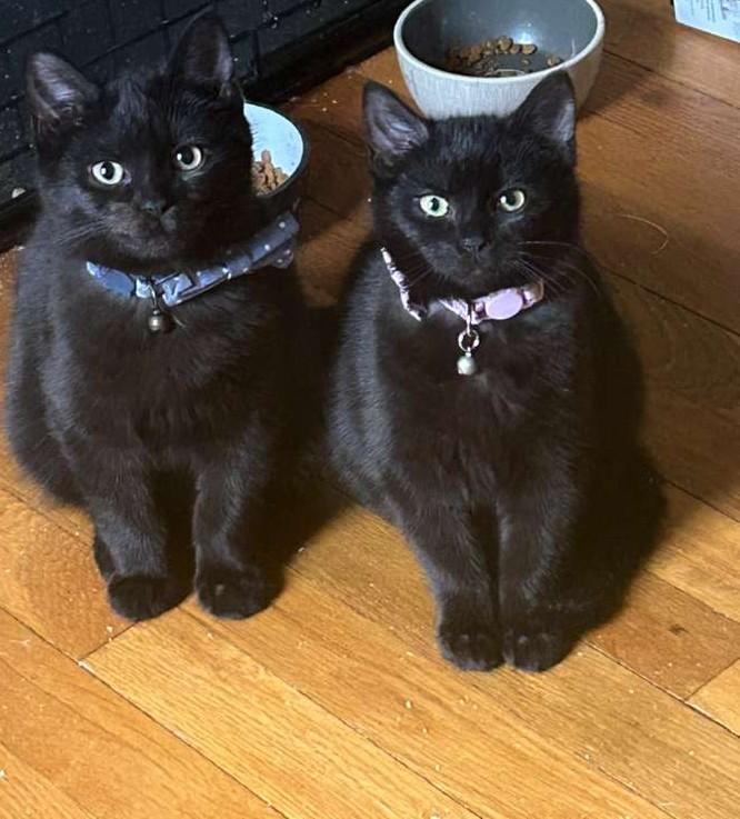 Enlarge Crow, a Adoptable Domestic Short Hair in Kenosha, WI image 6/6