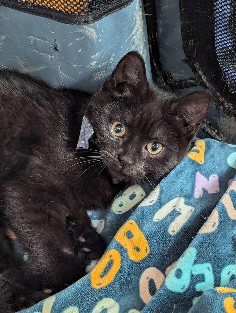 Crow, Adoptable, Kitten Male Domestic Short Hair.
